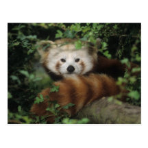 Postal - panda roja