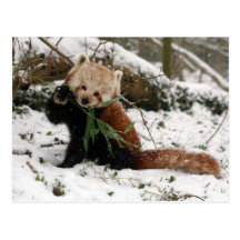 Postal - panda roja 2