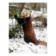 Postal - panda roja 3