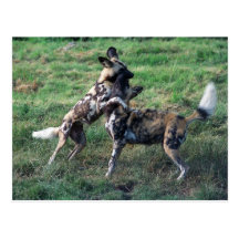 Postal - perro pintado