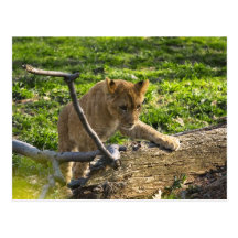 Postal que sube de Cub de león