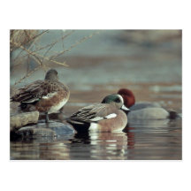postal salvaje del pato del wigeon americano