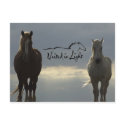 Postcard by 1drafthorse Postcard