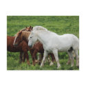 Postcard by 1drafthorse Postcard