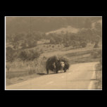 Postcard postcards