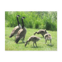 Postcard2 by natsphotos Postcard2