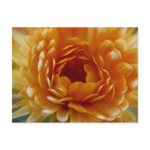 POSTCARD - 24 Hour Bloom