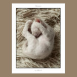 Postcard - 5 week ould La Perm kitten postcards