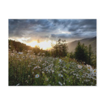 POSTCARD ~ "A Daisy Sunset"