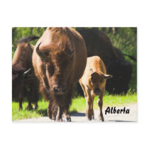 postcard - Alberta buffalo