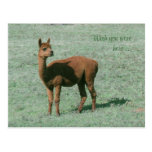 Postcard - Alpaca - Wish you were here
