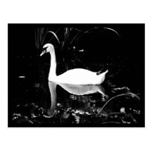 Postcard-Animals-23