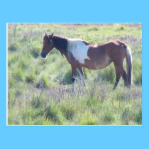 Postcard: Assateague Island, Home of the Famous Ch postcards
