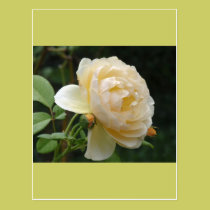 Postcard - Beautiful Rose postcards