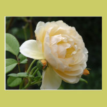 Postcard - Beautiful Rose postcards