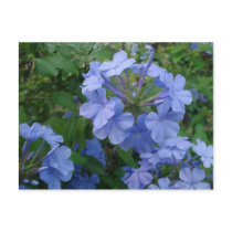 Postcard - Blue Flowers by unclechuckstoys Postcard - Blue Flowers