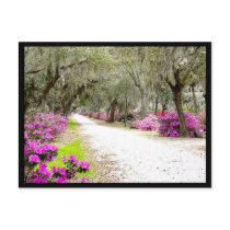 Postcard - Bonaventure Azaleas