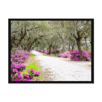 Postcard - Bonaventure Azaleas by dreagan07