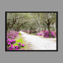 Postcard - Bonaventure Azaleas