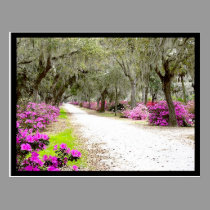 Postcard - Bonaventure Azaleas postcards