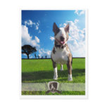 Postcard bull terrier