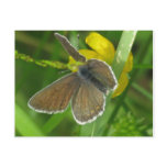 Postcard  Butterfly