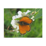 Postcard  Butterfly