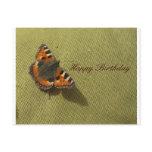 Postcard  Butterfly
