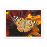 Postcard  Butterfly