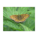 Postcard  Butterfly