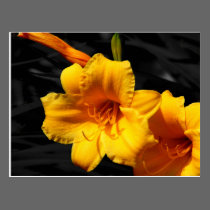 Postcard - Cape Fear Lillies postcards