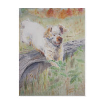 postcard - Captivating - Clumber Spaniel