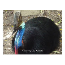 Postcard Cassowary QLD Australia