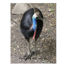 Postcard Cassowary QLD Australia
