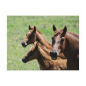 Postcard - Chestnut Mare & Foals