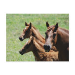 Postcard - Chestnut Mare & Foals