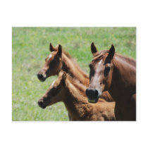 Postcard - Chestnut Mare & Foals