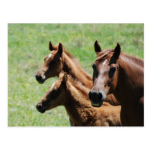 Postcard - Chestnut Mare & Foals