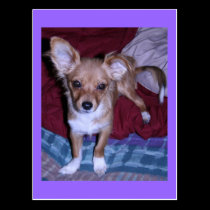 Postcard, Chihuahua # 1, purple background postcards