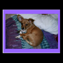Postcard, Chihuahua # 2 postcards