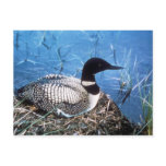 Postcard /  Common Loon on Nest