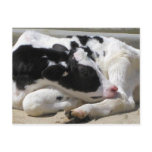 Postcard, Cow, Calf Photography