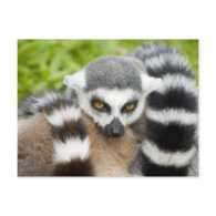 Postcard - Cute Lemur Stripey Tail