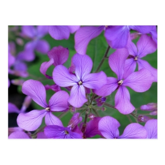 Postcard: Dames Rocket (Hesperis matronalis)