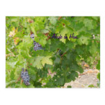 Postcard: Dry Farmed Grapes on the Vine, John 15