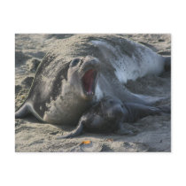 POSTCARD - Elephant Seal by Heidi1975 POSTCARD - Elephant Seal