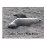 Postcard: Elephant Seals at Piedras Blancos Beach