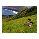 Postcard /  Endangered Hawaiian Nene Geese