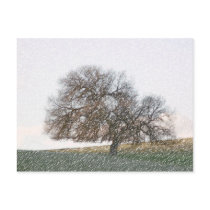 POSTCARD - Forgotten Oak