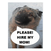 Postcard German Shepherd Please Hire My Mom